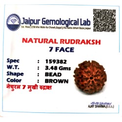 7 Mukhi Indonesia Rudraksha – Certified Saat Mukhi Bead for Wealth & Success 7 Mukhi Indonesia Rudraksha – Certified Saat Mukhi Bead for Wealth & Success